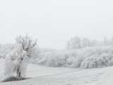 Paysage de givre (Neubruchwald)