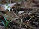 Perce-neige (Neubruchwald)