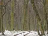 Chemin sous la neige (Neubruchwald)