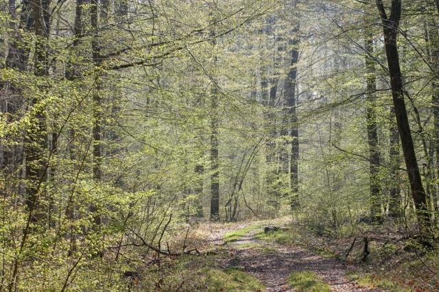 Les hêtres en habit vert (Neubruchwald)