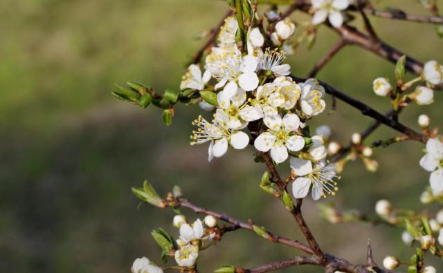 Fleur d'épine (Ingwiller)