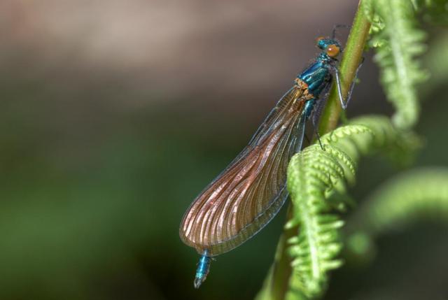 Demoiselle (Gaufthal)