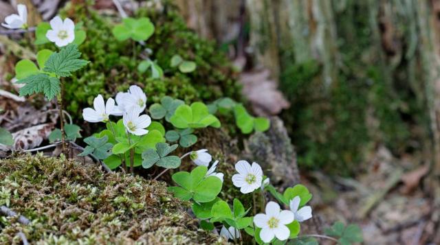 Oxalis (Vallée de la Zinsel)