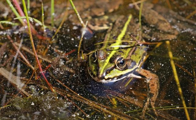 Grenouille (Étang de Hanau)