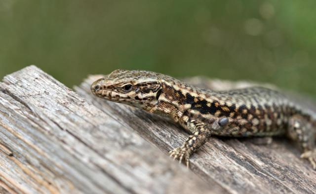 Lézard des murailles (Finkenthal)