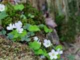 Oxalis (Vallée de la Zinsel)