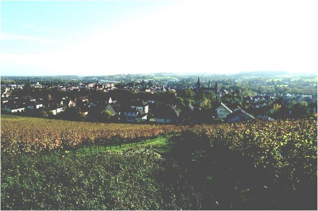 Wissembourg : vue depuis le vignoble