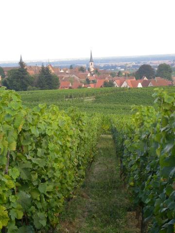 Mittelbergheim, au milieu des vignes