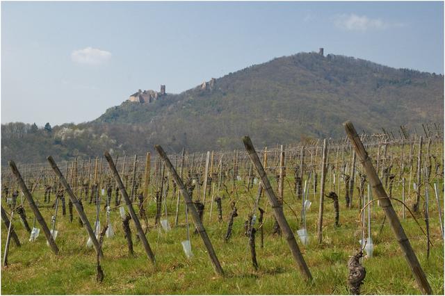 Ribeauvillé :  châteaux et vignes