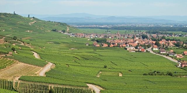 Paysage du vignoble près de Kaysersberg