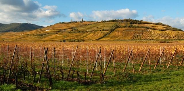 Sigolsheim : collines du piémont et vignoble en automne