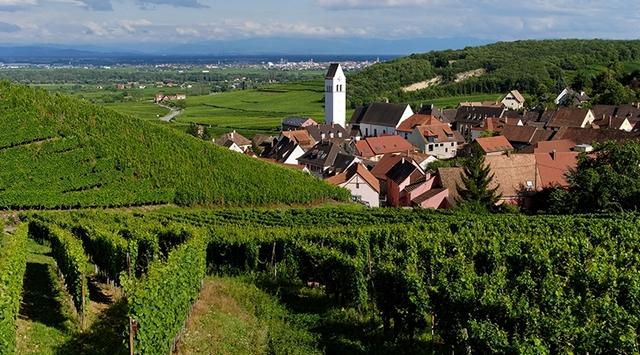 Katzenthal, blotti au creux du vignoble