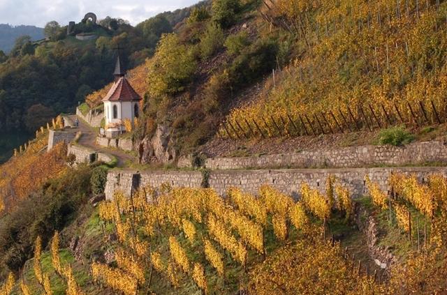 Le vignoble du Rangen au-dessus de Thann à l’entrée de la vallée de la Thur