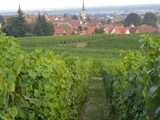 Mittelbergheim, au milieu des vignes