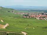 Paysage du vignoble près de Kaysersberg