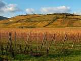 Sigolsheim : collines du piémont et vignoble en automne