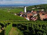 Katzenthal, blotti au creux du vignoble