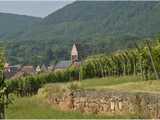 Gueberschwihr : un village du vignoble  