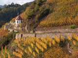 Le vignoble du Rangen au-dessus de Thann à l’entrée de la vallée de la Thur