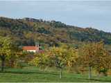 Haegen, au pied du château du Haut-Barr en automne