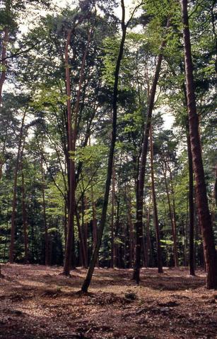 Forêt de Haguenau