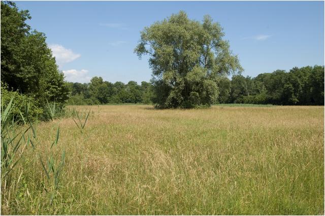 Paysage du Grand-Ried près de Herbsheim