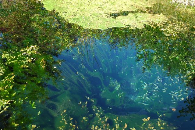 Source phréatique près de Herbsheim dans le Grand Ried