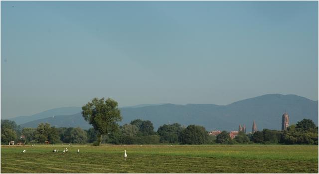 Plaine de l’Ill près de Sélestat