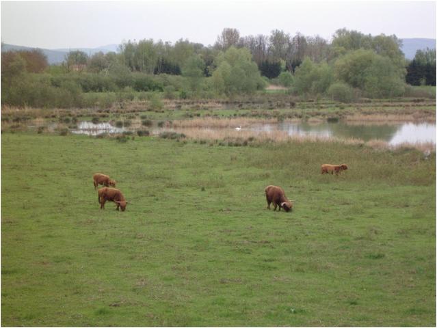 Réserve naturelle de la Petite Camargue près de Saint-Louis