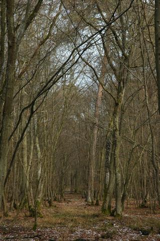 Chênaie de la forêt de la Hardt entre l’Ill et le Rhin au sud de Colmar