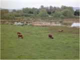 Réserve naturelle de la Petite Camargue près de Saint-Louis