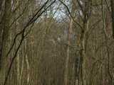 Chênaie de la forêt de la Hardt entre l’Ill et le Rhin au sud de Colmar