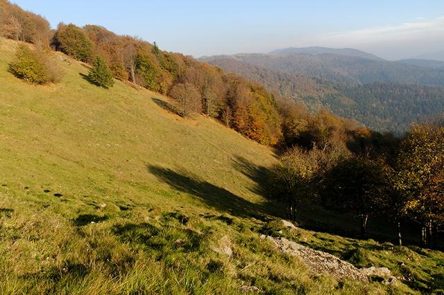 Prairie d’altitude près du Markstein 