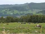 Paysage de la moyenne montagne vosgienne : le val d’Orbey