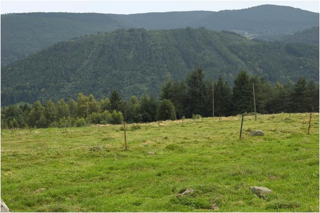 Val d'Orbey : massif forestier du Noirmont