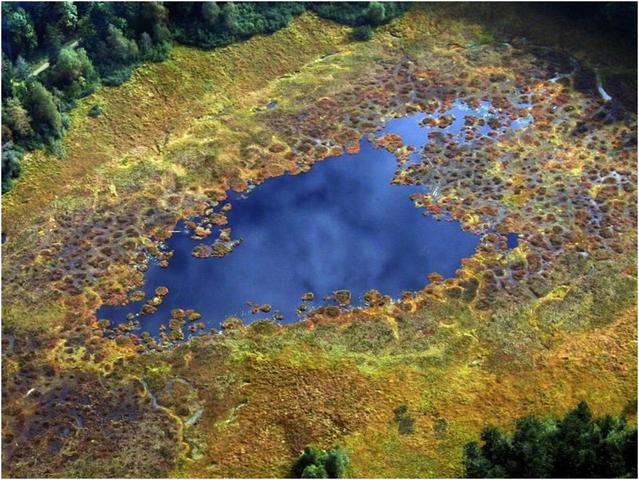 Tourbière au pied du Rainkopf 