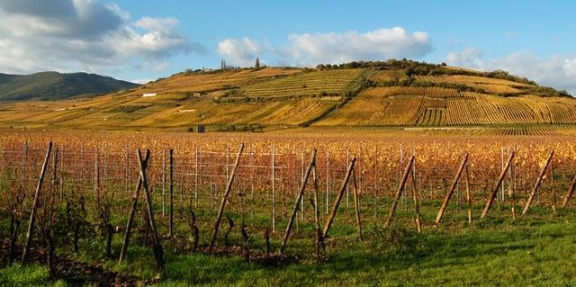 Sigolsheim : collines du piémont et vignoble en automne