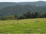 Val d'Orbey : massif forestier du Noirmont