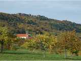 Haegen au pied du château du Haut-Barr en automne