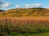 Sigolsheim : collines du piémont et vignoble en automne