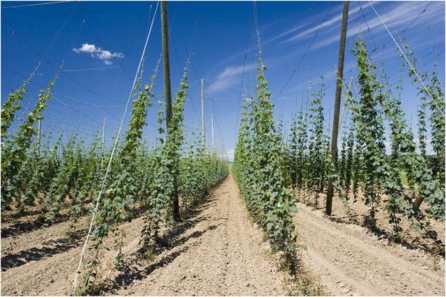 Rumersheim : champs de houblon