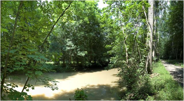 Forêt de l’Illwald près de Sélestat