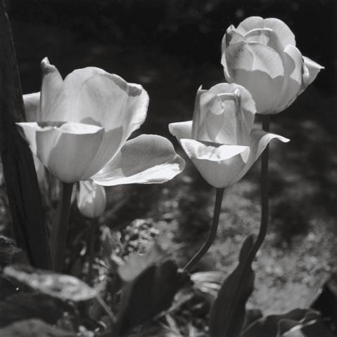 Fleurs du jardin