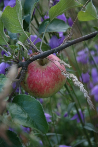 Le jardin expérimental des Erlen à Colmar : pomme de moisson