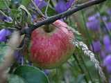 Le jardin expérimental des Erlen à Colmar : pomme de moisson