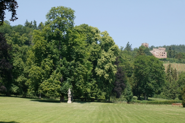 Kintzheim : parc du château Favier - grande percée