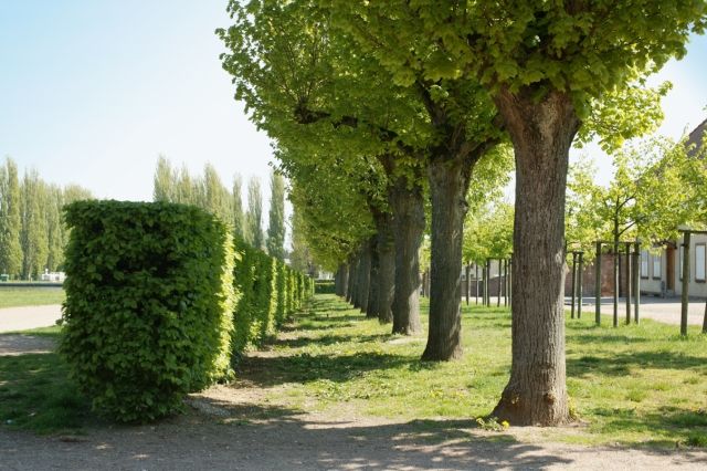 Saverne : parc du château des Rohan - alignement