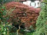 Obernai : parc de la Leonardsau - jardin japonais