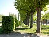 Saverne : parc du château des Rohan - alignement