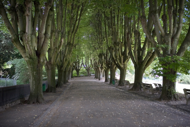 Mulhouse : jardin zoologique et botanique - avenue d'arbres